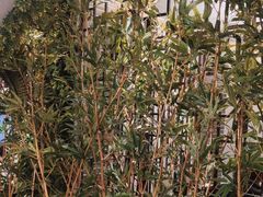 -野妹经典火锅(民治店)