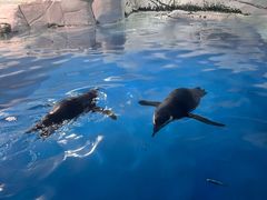 -上海海洋水族馆