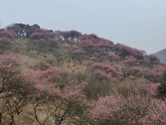 -新建村梅花