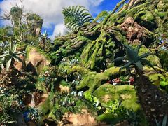 -奥兰多迪士尼动物王国乐园