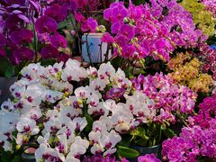 -花鸟鱼虫鲜花绿植市场(玉泉路店)