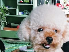 -爱侣宠医·鹦鹉专科·小型哺乳类·异宠专科(灵石路店)