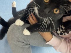 -博特宠物医院24h犬猫全科.骨科·异宠