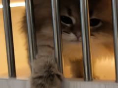 -柚子猫舍·精品猫舍购猫·猫咪认养·购宠·宠物店