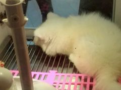 -1013 PET SHOP 宠物商店(近铁城市广场店)