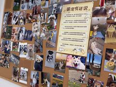 -翊宠yipet猫狗购宠庄园犬舍•猫舍