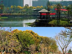 -王借岗森林公园