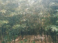 -杭州植物园