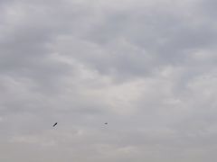 -大湾区中央湿地公园