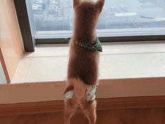 -柴犬小屋·柴餐厅·狗咖食堂(金鼎广场店)