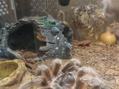 -Rabbit Cafe私房西餐甜点咖啡(栖霞路店)