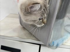 -四月宠物医院·猫专科·心脏专科·内科(转塘店)