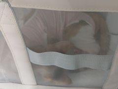 -纳吉亚猫专科动物医院·北北分院