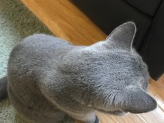 猫猫！-壹人壹像工作室(购物公园店)