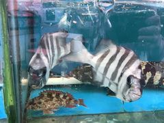 -渔中舟海鲜大排档(普陀沈家门店)