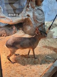 -Zoolung Zoolung动物主题公园(海信广场店)