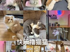 -滚猫咖啡·猫咖·猫友好撸猫(未来城店)