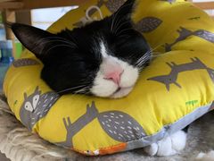 -纳吉亚猫专科动物诊疗中心(蒋宅口分院)