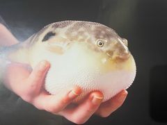 -肆月河豚·新淮扬(金融街店)