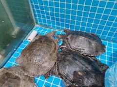 -元银甲·湖北地标美食(汉阳店)