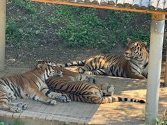 -石家庄市动物园