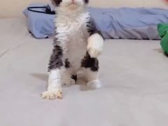 -纳吉亚猫专科动物医院·北北分院