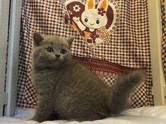 -宠爱多约克夏马尔济斯泰迪小型犬专卖