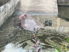 -合肥野生动物园