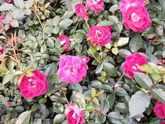 -人民公园(罗湖区)