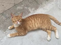 -宠爱国际动物医院· 猫科· 外科·中兽医(长白店)