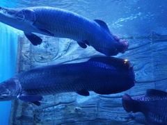 -芜湖新华联大白鲸海洋公园