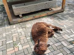 -长白岛森林公园