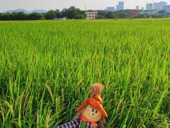 -光明小镇欢乐田园