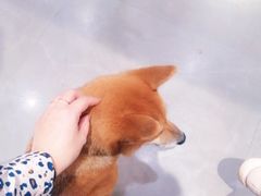毛桃子-NOTBAD 须时·咖啡馆