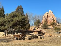 -北京野生动物园