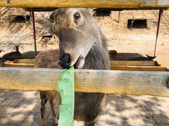 -北京鹿世界主题园