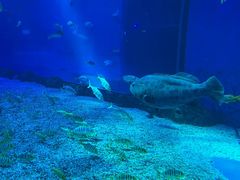 -前王院•巧克力海鲜市集餐厅(万平口店)