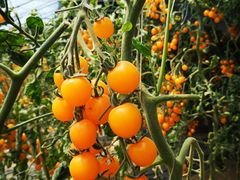 -杨柳青园艺科技博览园