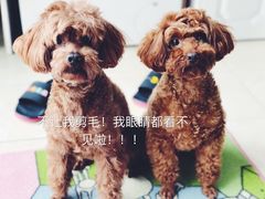 -Oh My Dog宠物沙龙(伊珊娜皮毛护理店)