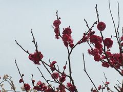 -香雪海