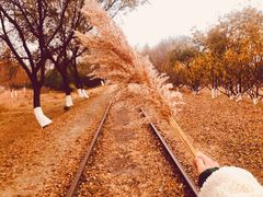 -永定河休闲森林公园