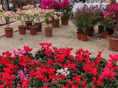 -龙大花卉苗木市场