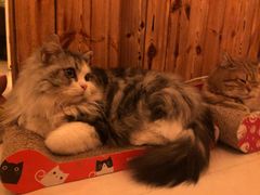 -名猫咖啡馆·撸猫·拼豆