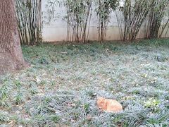 -西园寺
