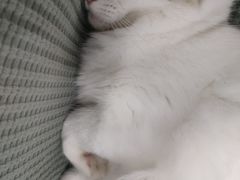 -糯米喵星人·撸猫猫舍咖啡馆(西市场嘉华店)