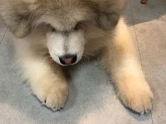 -汪说·狗咖(旺城大厦店)