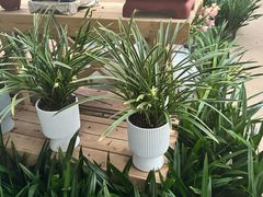 -龙大花卉苗木市场