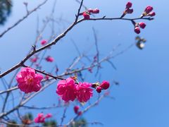 -天适樱花悠乐园