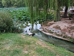 -西安浐灞国家湿地公园