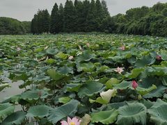 -艾溪湖湿地公园